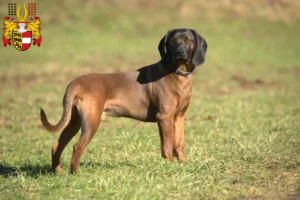 Read more about the article Bavarian Mountain Hound breeders and puppies in Carinthia