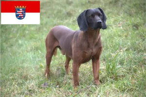 Read more about the article Bavarian Mountain Hound breeders and puppies in Hesse