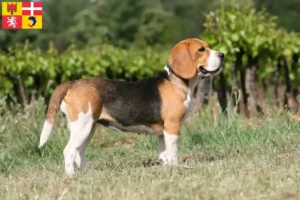 Read more about the article Beagle breeders and puppies in Auvergne-Rhône-Alpes