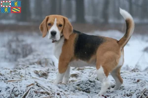 Read more about the article Beagle breeders and puppies in Bourgogne-Franche-Comté