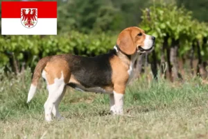 Read more about the article Beagle breeders and puppies in Brandenburg