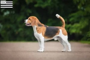 Read more about the article Beagle breeders and puppies in Brittany