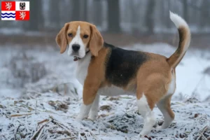 Read more about the article Beagle breeders and puppies in Central Bohemia