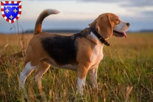 Read more about the article Beagle breeders and puppies in Centre-Val de Loire