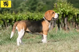 Read more about the article Beagle breeders and puppies in Flanders