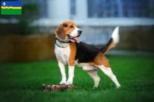 Read more about the article Beagle breeders and puppies in Flevoland