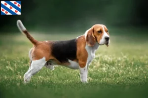 Read more about the article Beagle breeders and puppies in Friesland