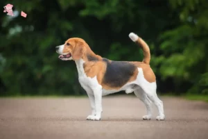 Read more about the article Beagle breeders and puppies in Hovedstaden