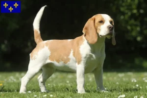 Read more about the article Beagle breeders and puppies in Île-de-France