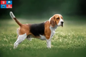 Read more about the article Beagle breeders and puppies in Karlsbad