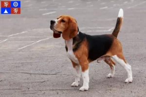 Read more about the article Beagle breeders and puppies in Liberec