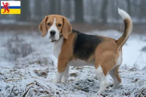 Read more about the article Beagle breeders and puppies in Limburg