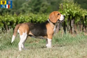 Read more about the article Beagle breeders and puppies in Moravia-Silesia