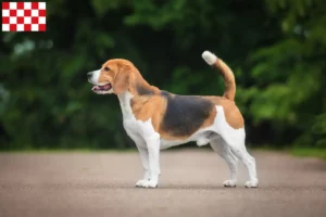 Read more about the article Beagle breeders and puppies in North Brabant