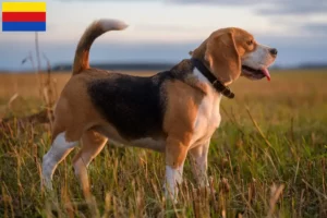 Read more about the article Beagle breeders and puppies in North Holland