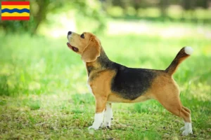 Read more about the article Beagle breeders and puppies in Overijssel