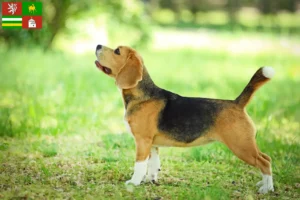 Read more about the article Beagle breeders and puppies in Pilsen