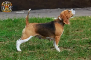 Read more about the article Beagle breeders and puppies in Prague