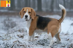 Read more about the article Beagle breeders and puppies in Provence-Alpes-Côte d’Azur