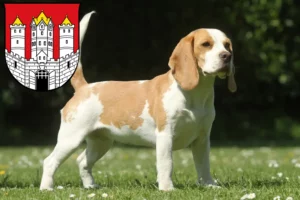 Read more about the article Beagle breeders and puppies in Salzburg