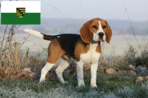 Read more about the article Beagle breeders and puppies in Saxony