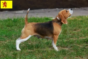 Read more about the article Beagle breeders and puppies in South Holland