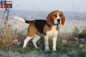 Read more about the article Beagle breeders and puppies in South Moravia