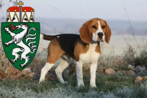 Read more about the article Beagle breeders and puppies in Styria