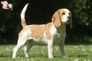 Read more about the article Beagle breeders and puppies in Syddanmark