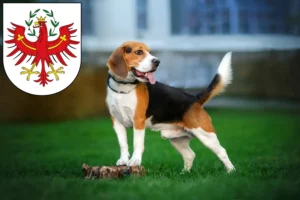 Read more about the article Beagle breeders and puppies in Tirol