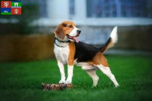 Read more about the article Beagle breeders and puppies in Ústí