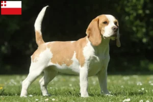 Read more about the article Beagle breeders and puppies in Utrecht