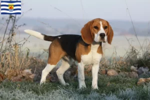 Read more about the article Beagle breeders and puppies in Zeeland