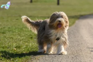 Read more about the article Bearded Collie breeders and puppies in Nordjylland