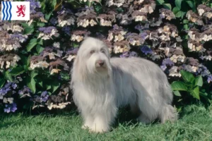 Read more about the article Bearded Collie breeders and puppies in Nouvelle-Aquitaine