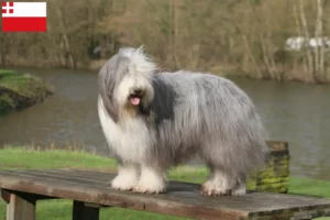 Read more about the article Bearded Collie breeders and puppies in Utrecht