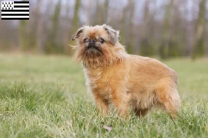 Read more about the article Belgian Dwarf Griffon breeder and puppies in Brittany