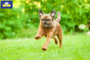 Read more about the article Belgian Dwarf Griffon breeder and puppies in Brussels-Capital Region