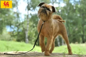 Read more about the article Belgian Dwarf Griffon breeder and puppies in Walloon Region