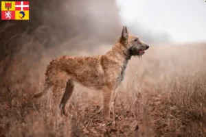 Read more about the article Belgian Shepherd breeders and puppies in Auvergne-Rhône-Alpes