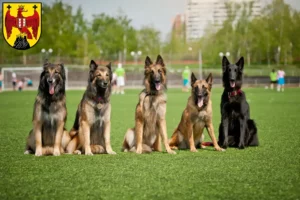 Read more about the article Belgian Shepherd Dog Breeder and Puppies in Burgenland