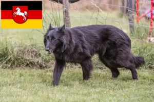 Read more about the article Belgian Shepherd breeders and puppies in Lower Saxony