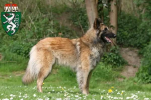 Read more about the article Belgian Shepherd breeders and puppies in Styria