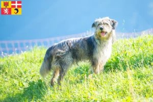 Read more about the article Bergamasco Shepherd Dog Breeders and Puppies in Auvergne-Rhône-Alpes