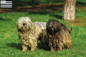 Read more about the article Bergamasco shepherd dog breeders and puppies in Brittany