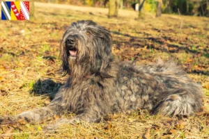 Read more about the article Bergamasco Shepherd Dog Breeder and Puppies in Grand Est