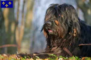 Read more about the article Bergamasco Shepherd Dog Breeder and Puppies in Île-de-France