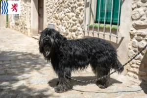 Read more about the article Bergamasco Shepherd Dog Breeder and Puppies in Nouvelle-Aquitaine