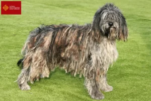 Read more about the article Bergamasco Shepherd Dog Breeders and Puppies in Occitania