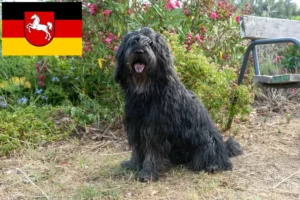 Read more about the article Bergamasker Shepherd Dog Breeder and Puppies in Lower Saxony